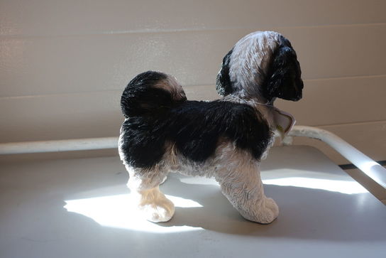 Shih Tzu stående sort