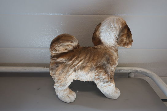 Shih Tzu stående brun