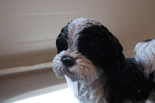 Shih Tzu stående sort