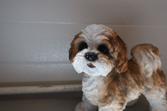 Shih Tzu stående brun