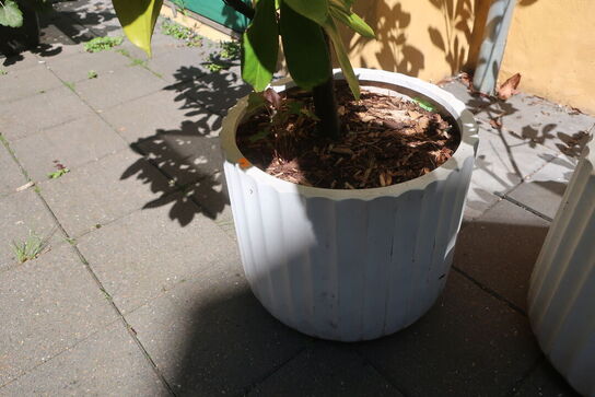 Plante