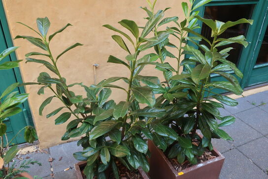 2 stk. planter