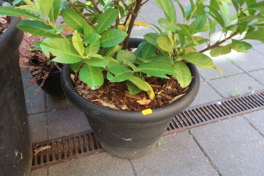 Plante