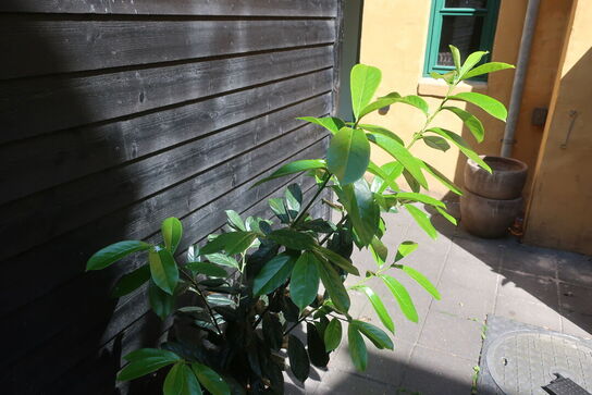 Plante