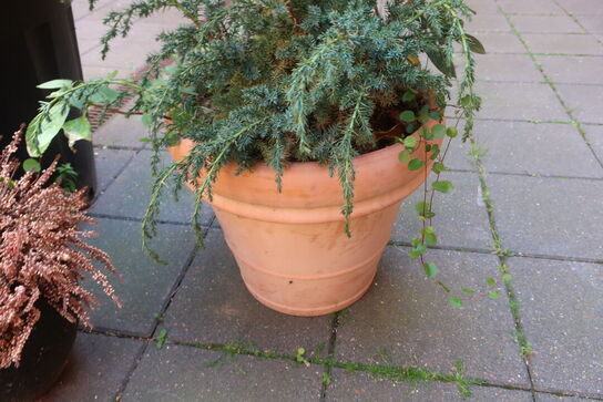 Plante