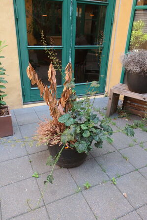 Plante