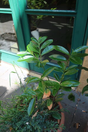 Plante