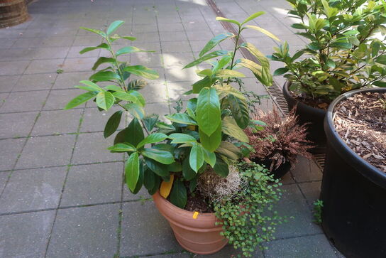Plante