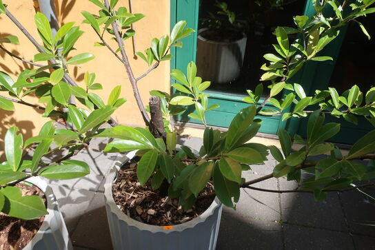 Plante
