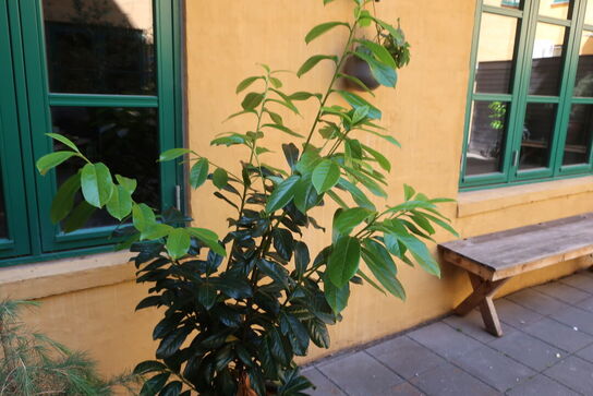 Plante