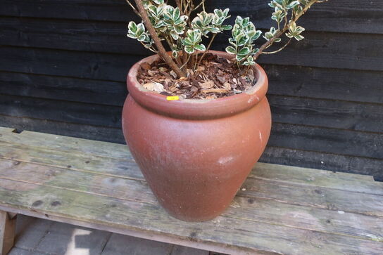 Plante