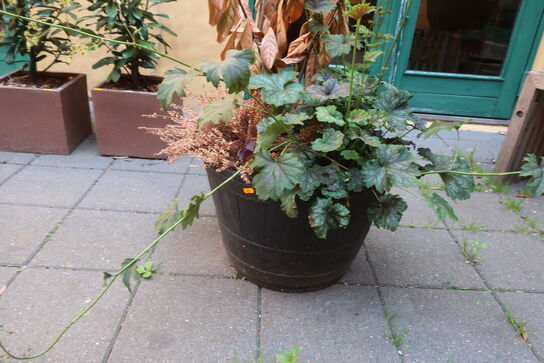 Plante
