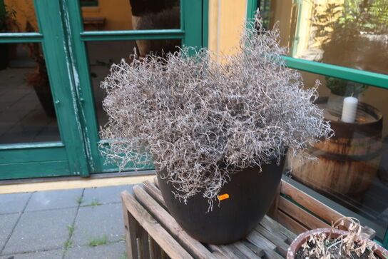4 stk. planter