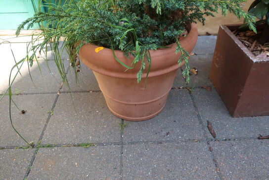 Plante