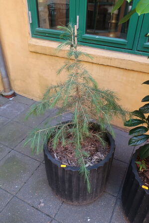 Plante