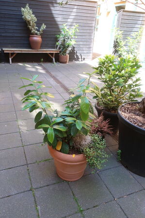 Plante