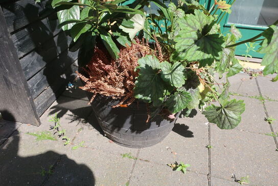 Plante