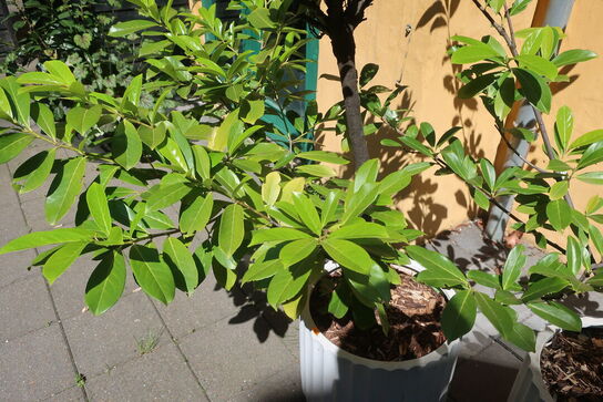 Plante