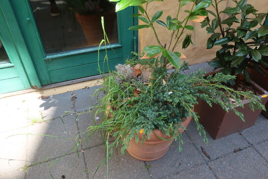 Plante
