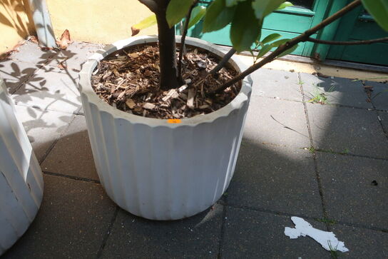 Plante