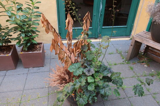 Plante