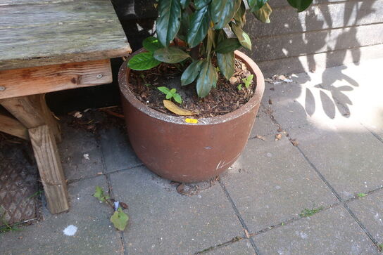Plante