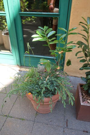 Plante