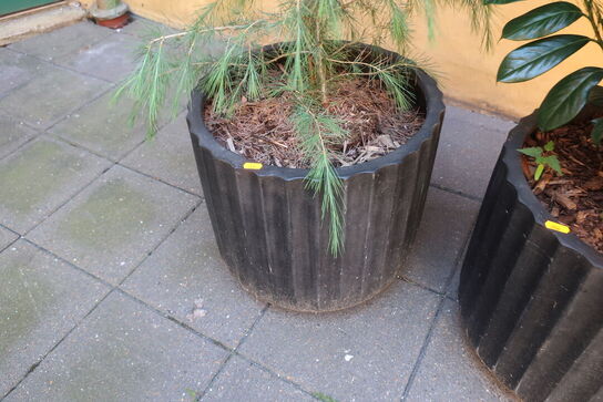 Plante