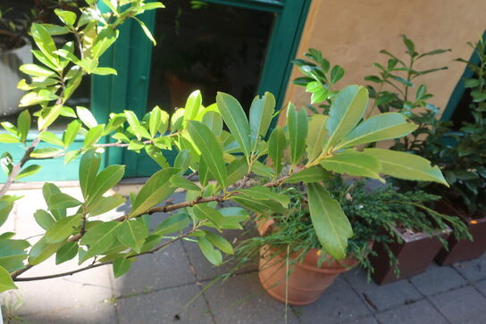 Plante