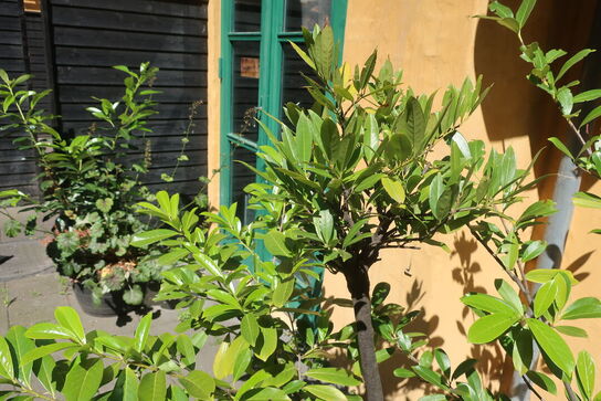 Plante