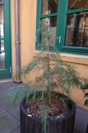 Plante
