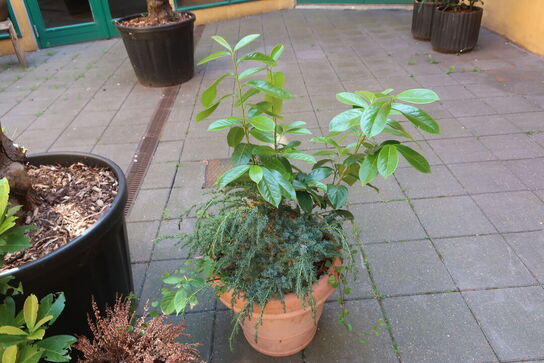 Plante
