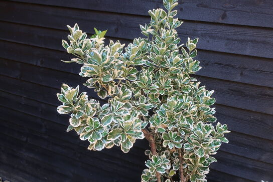 Plante