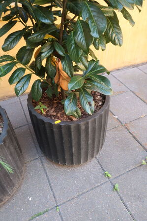 Plante