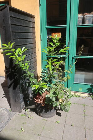 Plante