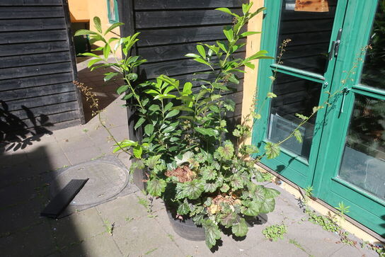 Plante